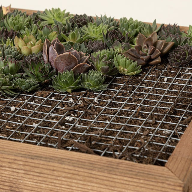 Living Art Succulent DIY Kit