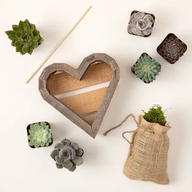 Redwood Succulent Heart Kit