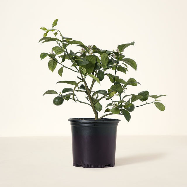 Grow Anywhere Meyer Lemon Tree