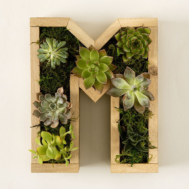 Succulent Letter DIY Kit